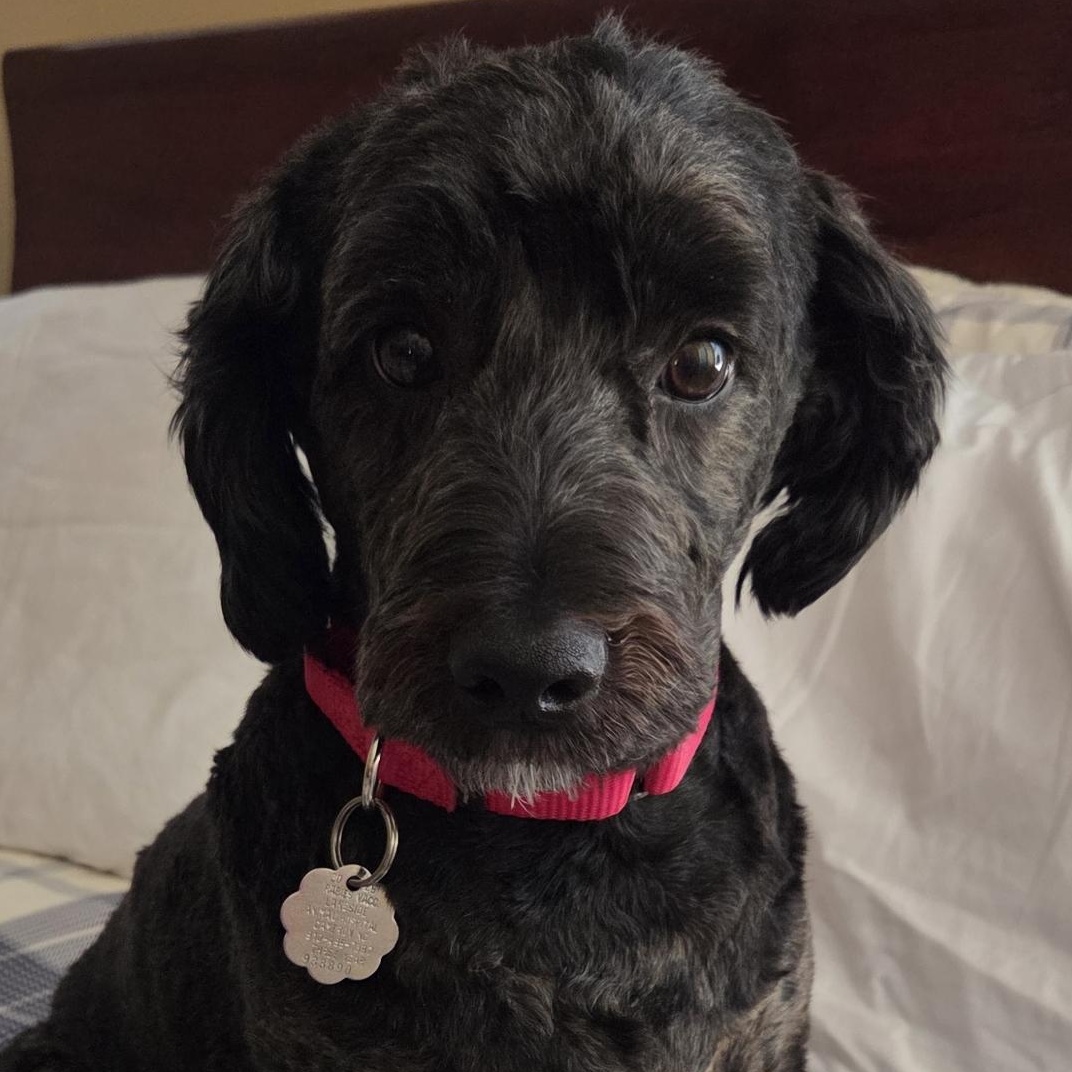 Jack, adopted, Young Male Cockapoo & Poodle.