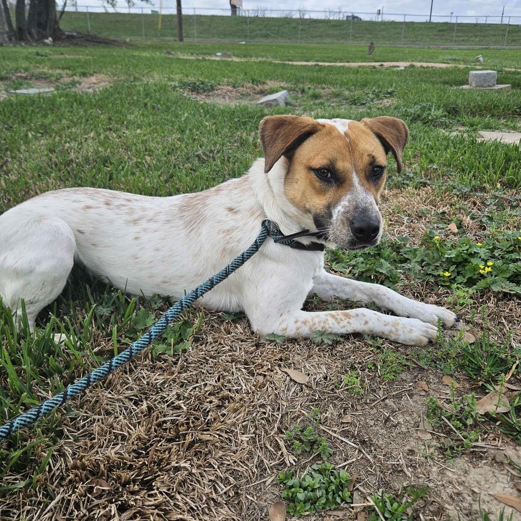Enlarge Suzie, a Adoptable mixed breed in Beaumont, TX image 1/5