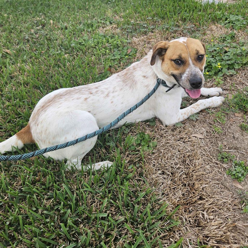 Enlarge Suzie, a Adoptable mixed breed in Beaumont, TX image 2/5