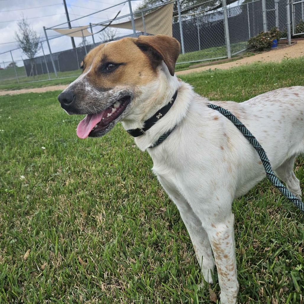 Enlarge Suzie, a Adoptable mixed breed in Beaumont, TX image 3/5