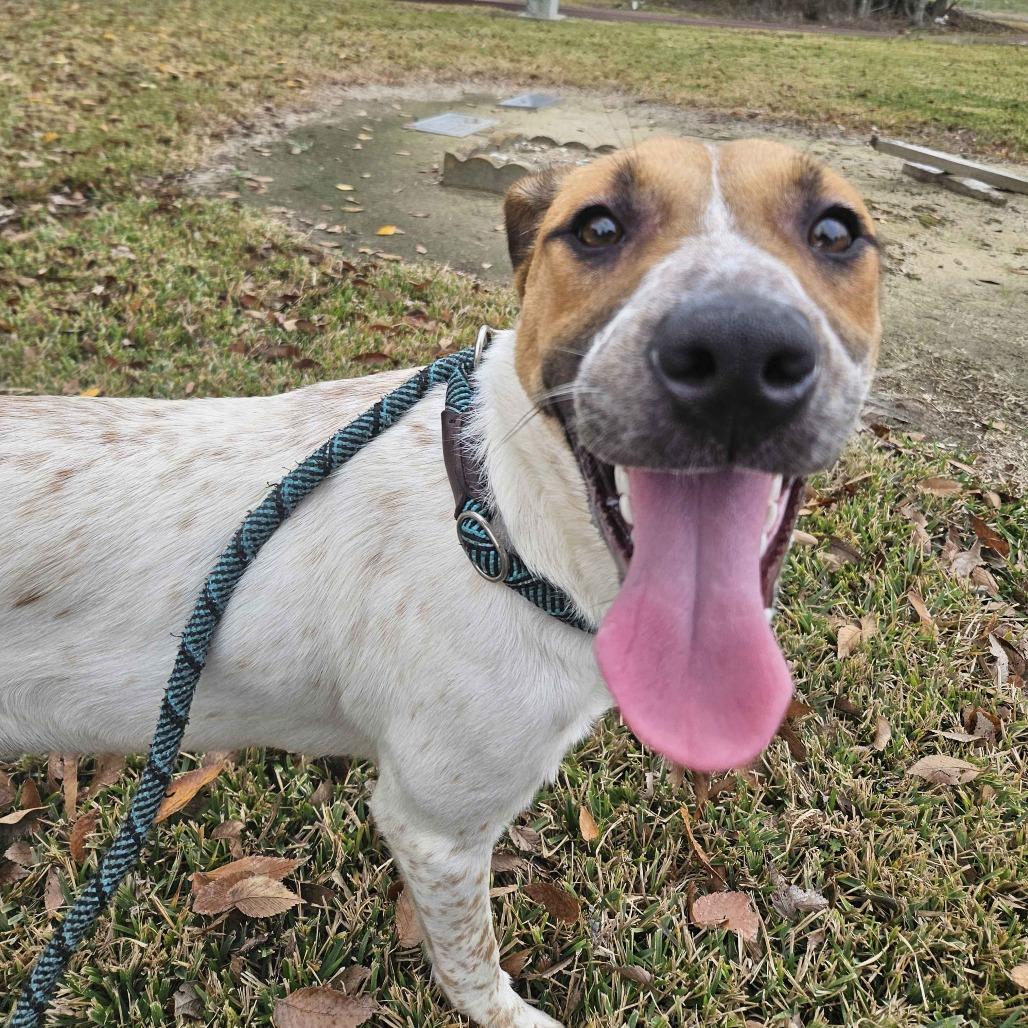 Enlarge Suzie, a Adoptable mixed breed in Beaumont, TX image 1/2