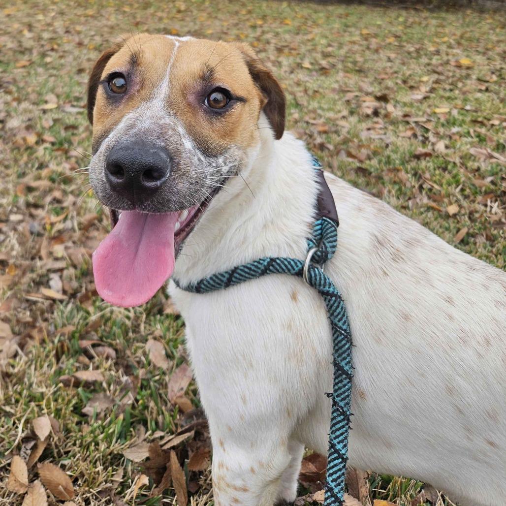 Enlarge Suzie, a Adoptable mixed breed in Beaumont, TX image 2/2