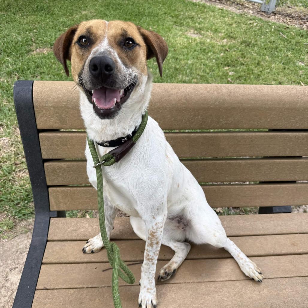 Enlarge Suzie, a Adoptable mixed breed in Beaumont, TX image 6/6