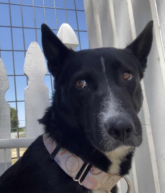 Konia, an adoptable Black Labrador Retriever, Australian Cattle Dog / Blue Heeler in santa barbara, CA, 93105 | Photo Image 1