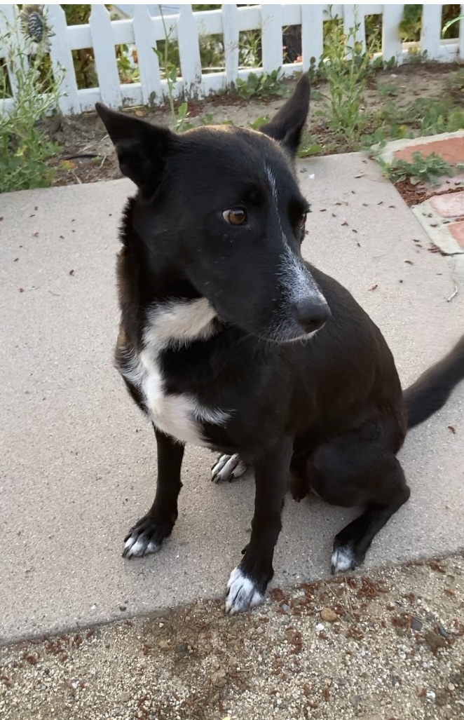 Konia, an adoptable Black Labrador Retriever, Australian Cattle Dog / Blue Heeler in santa barbara, CA, 93105 | Photo Image 2