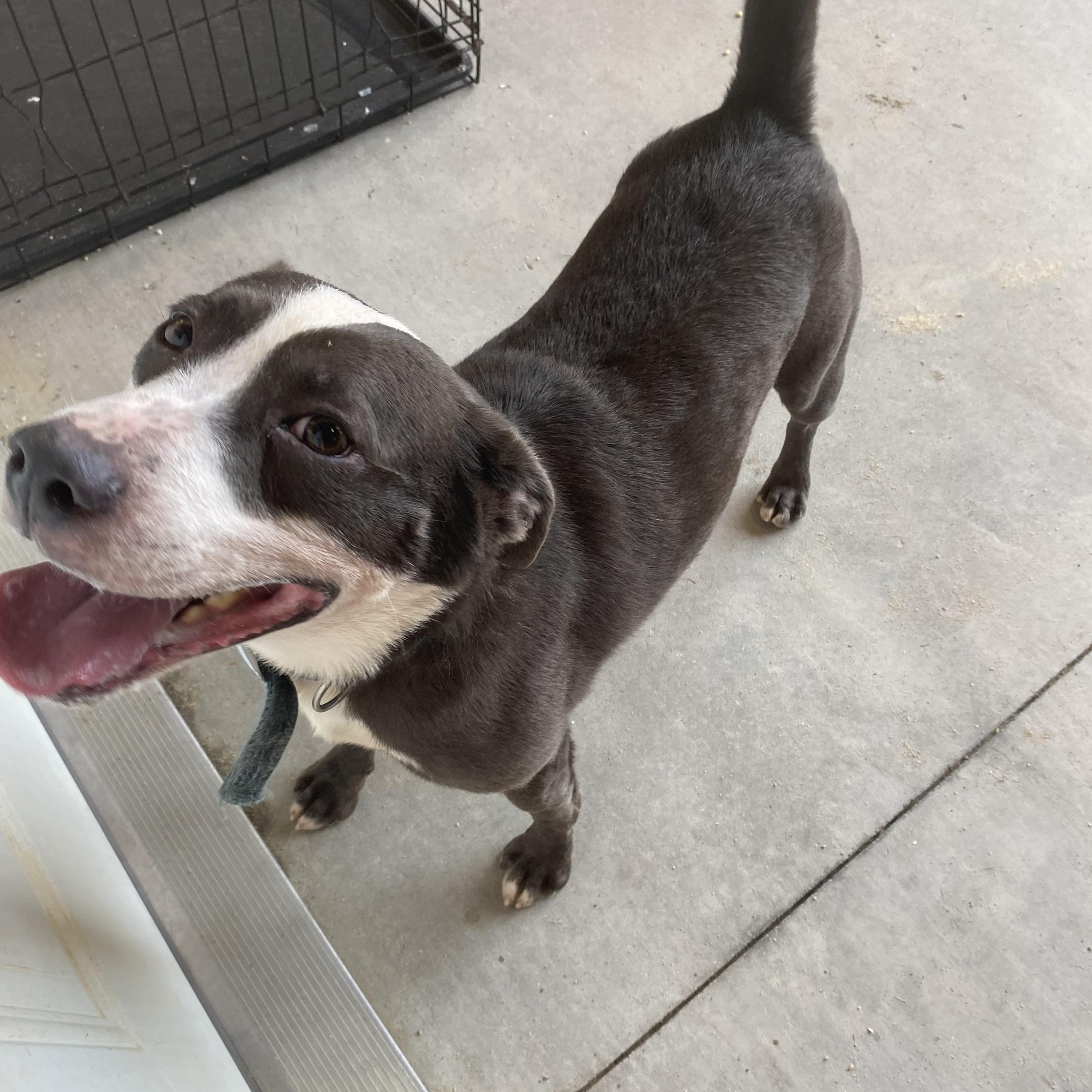 Enlarge Steelo, a ADOPTABLE mixed breed in Bethlehem, PA image 2/2