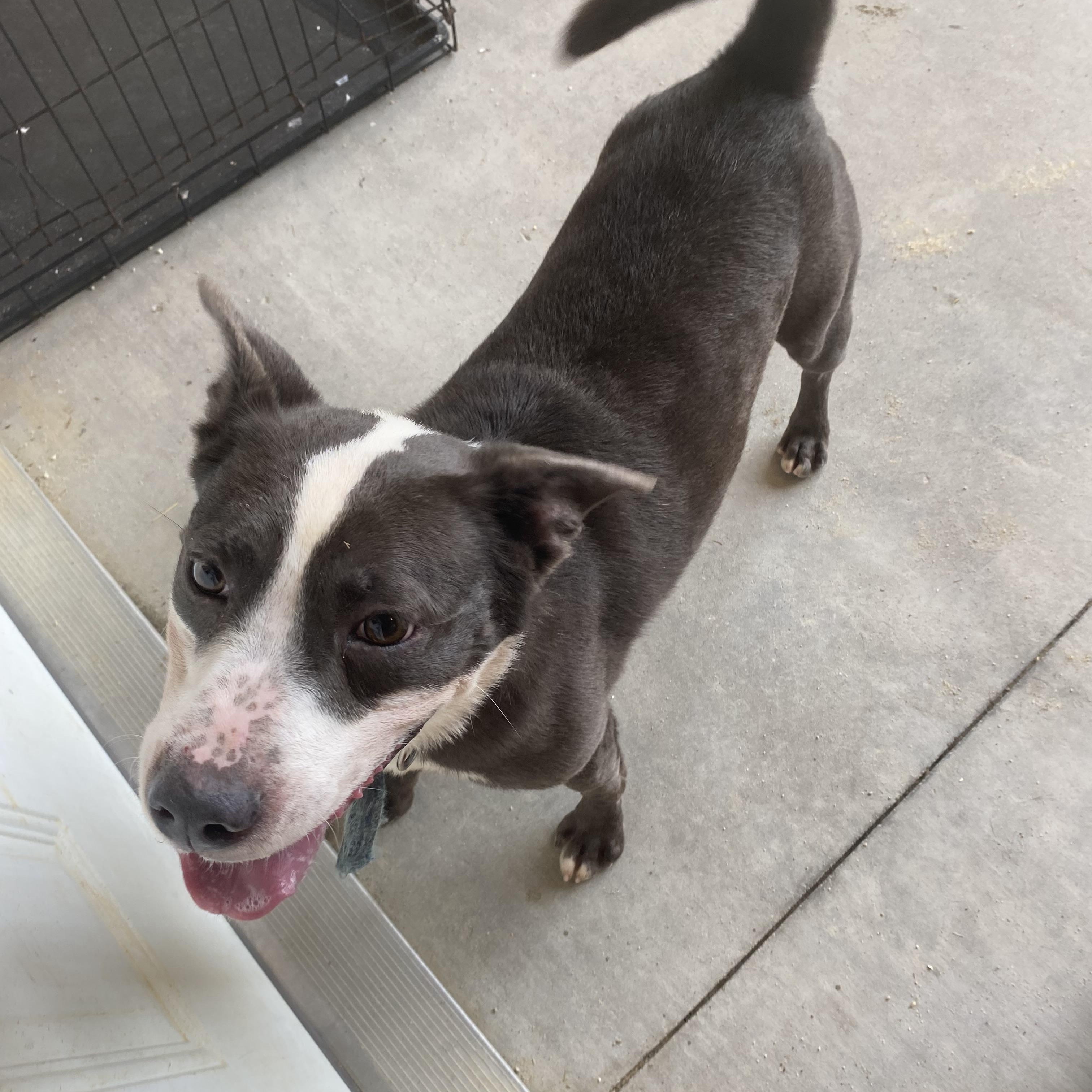 Steelo, ADOPTABLE, Adult Male Labrador Retriever & Pit Bull Terrier.