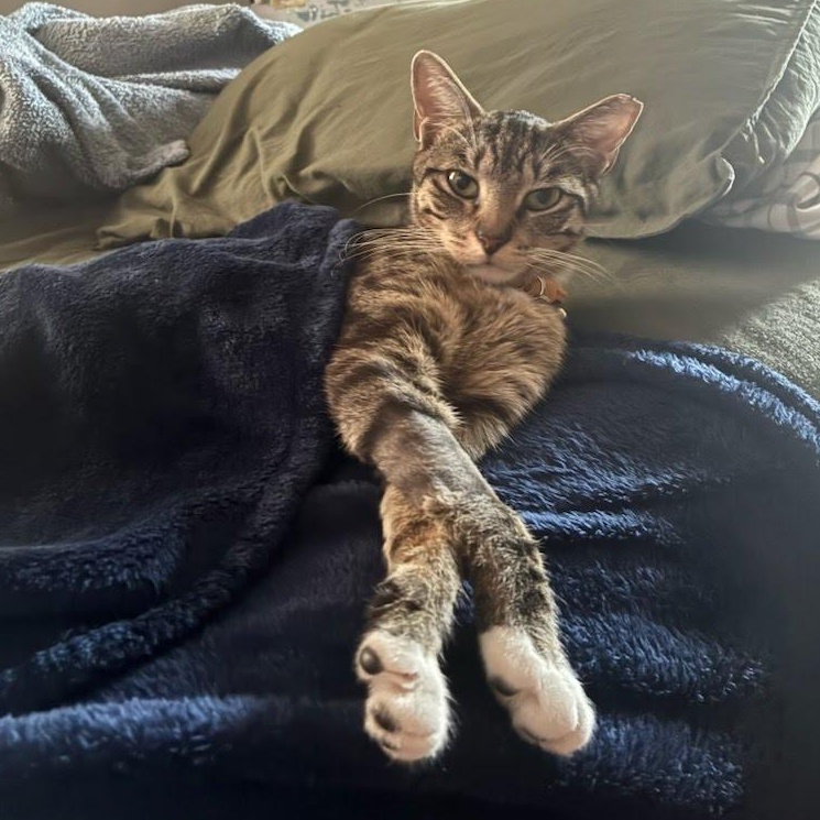 Enlarge Mama Coming In, a ADOPTABLE Domestic Short Hair in Clifton, NJ image 2/4
