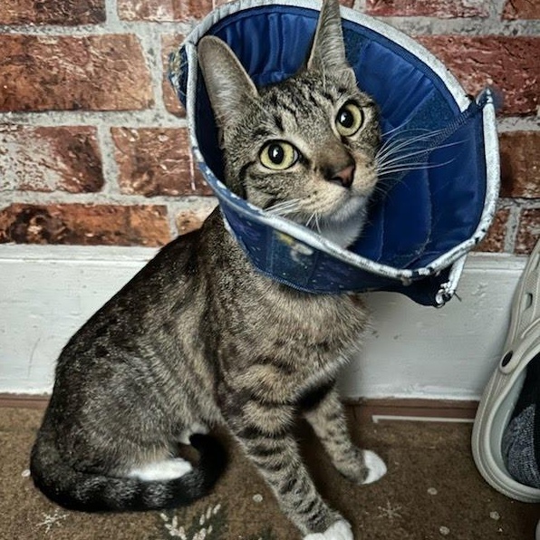 Enlarge Mama Coming In, a ADOPTABLE Domestic Short Hair in Clifton, NJ image 3/4