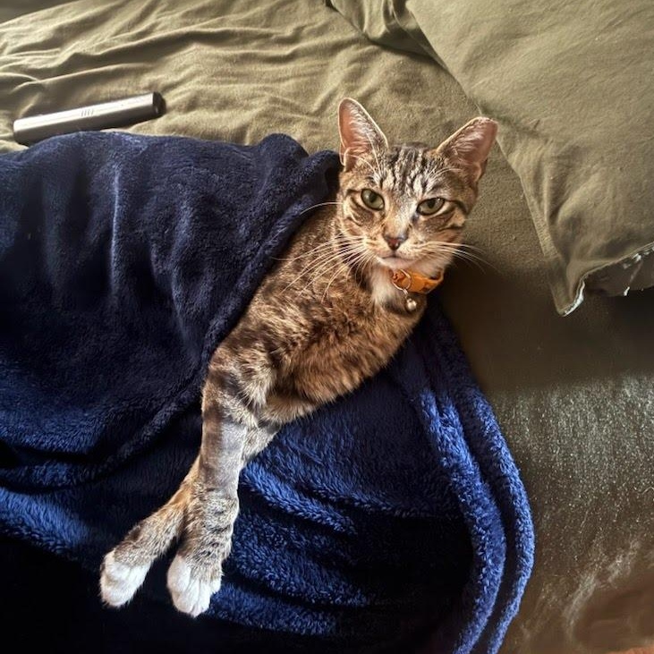 Mama Coming In, ADOPTABLE, Young Female Domestic Short Hair.