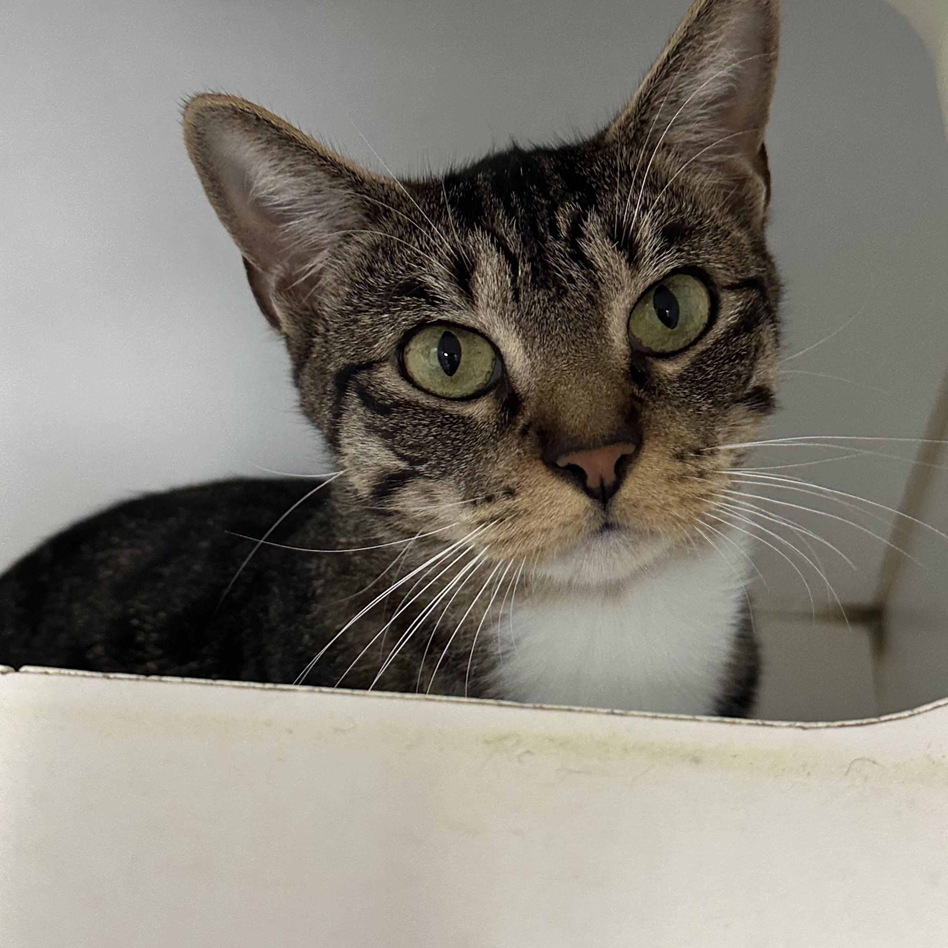 Enlarge Mama, a Adoptable Domestic Short Hair in Clifton, NJ image 2/6