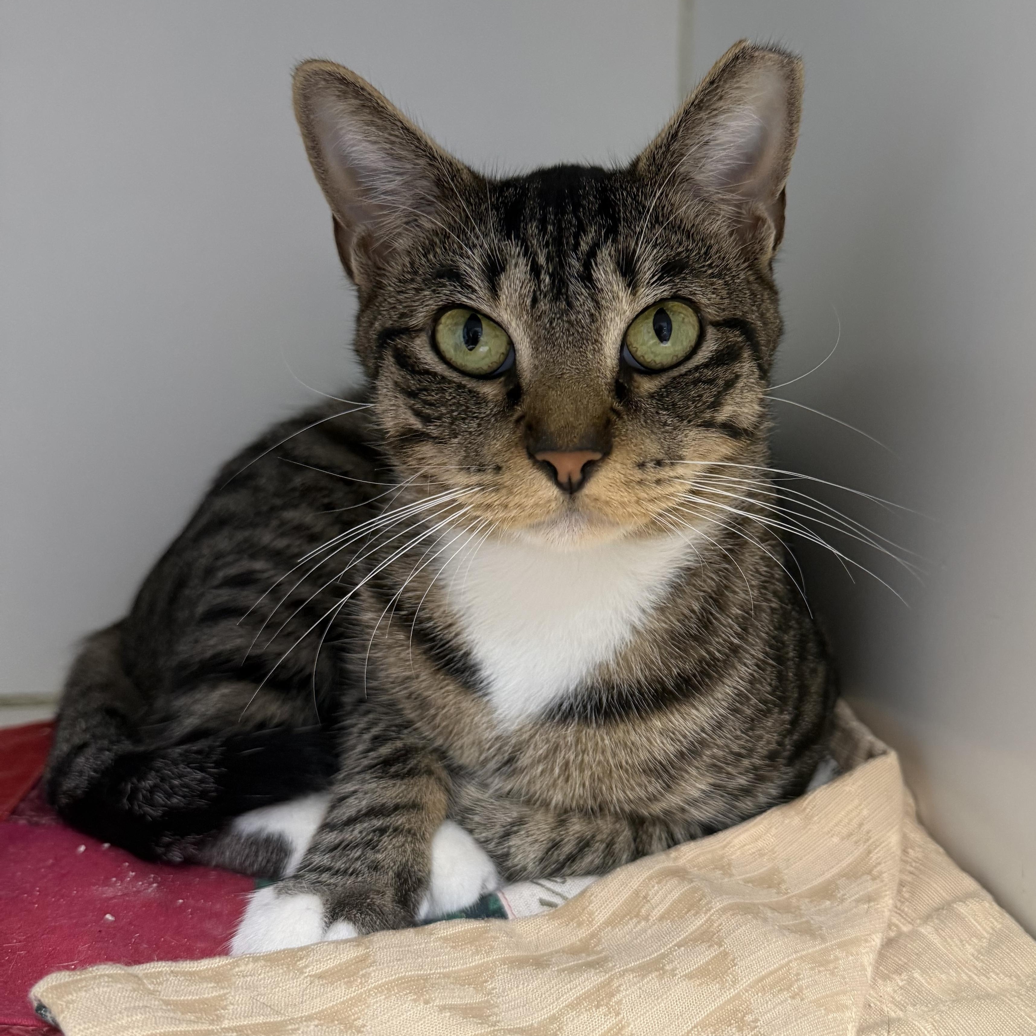 Mama, Adoptable, Young Female Domestic Short Hair.