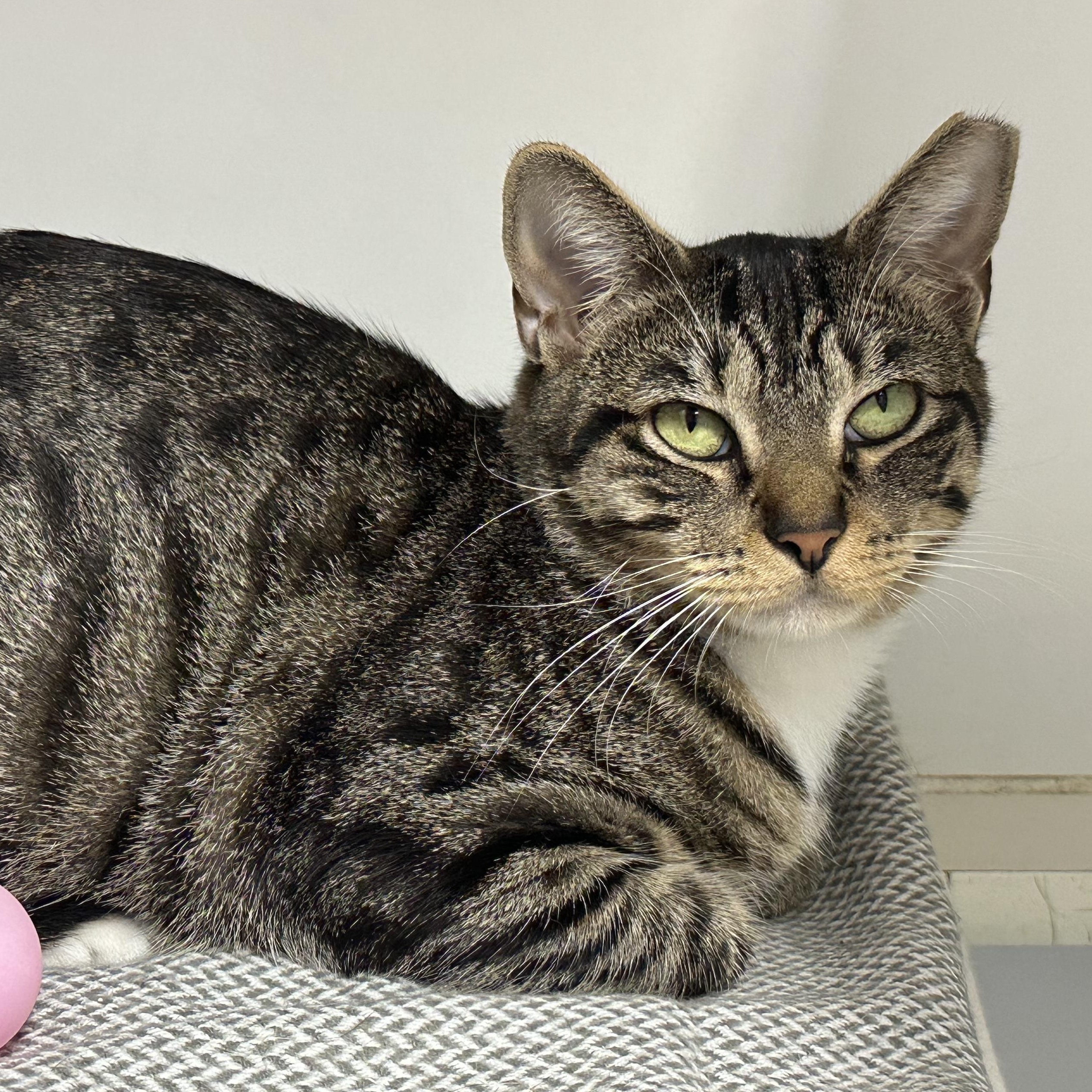 Enlarge Mama, a Adoptable Domestic Short Hair in Clifton, NJ image 6/6