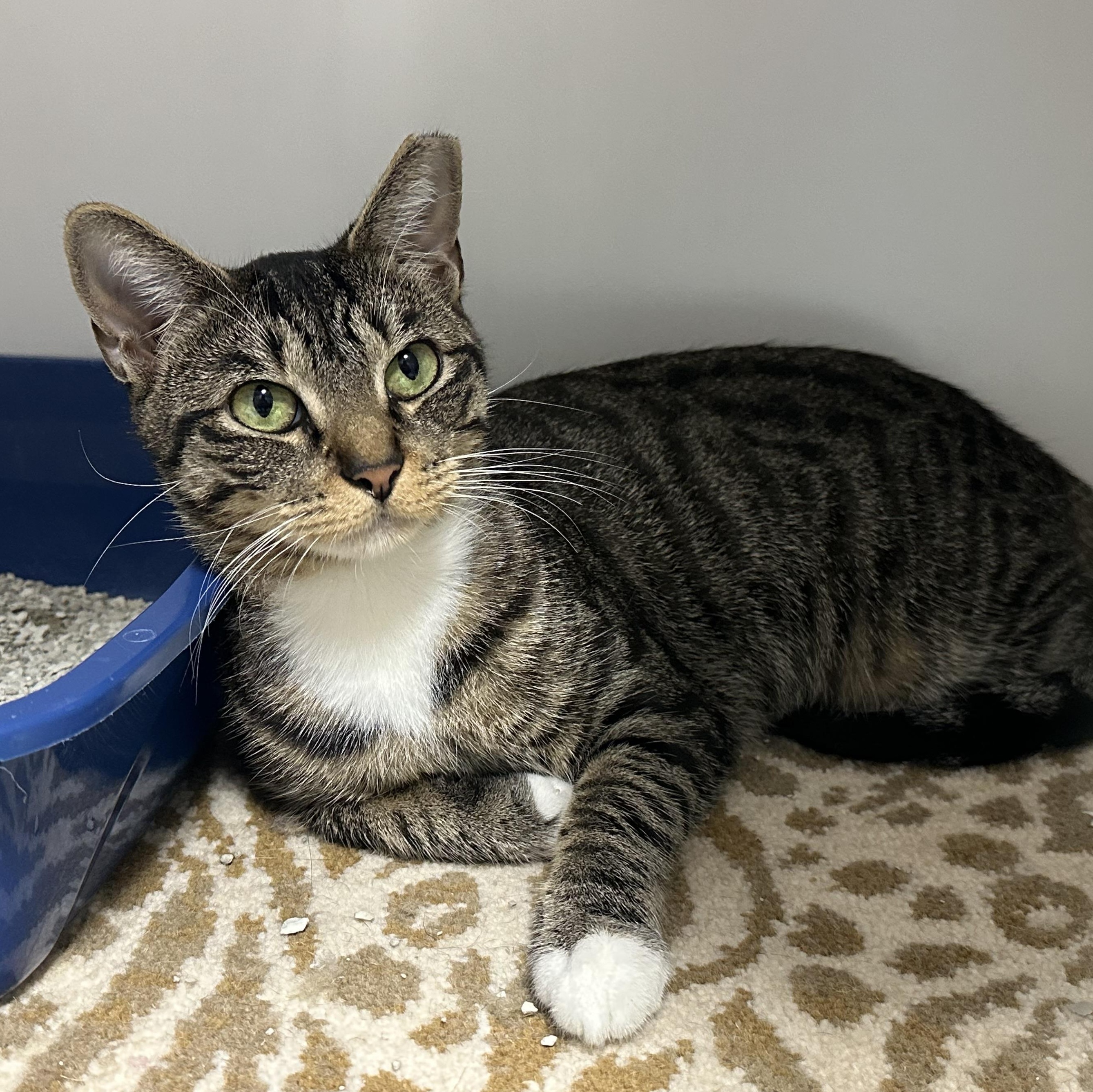 Enlarge Mama, a Adoptable Domestic Short Hair in Clifton, NJ image 4/6