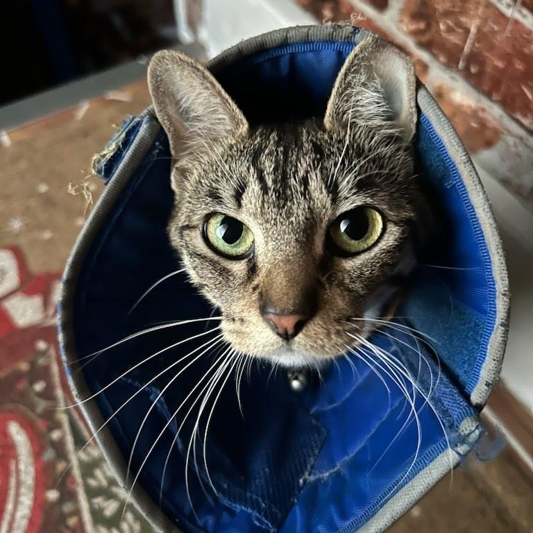 Enlarge Mama Coming In, a ADOPTABLE Domestic Short Hair in Clifton, NJ image 4/4