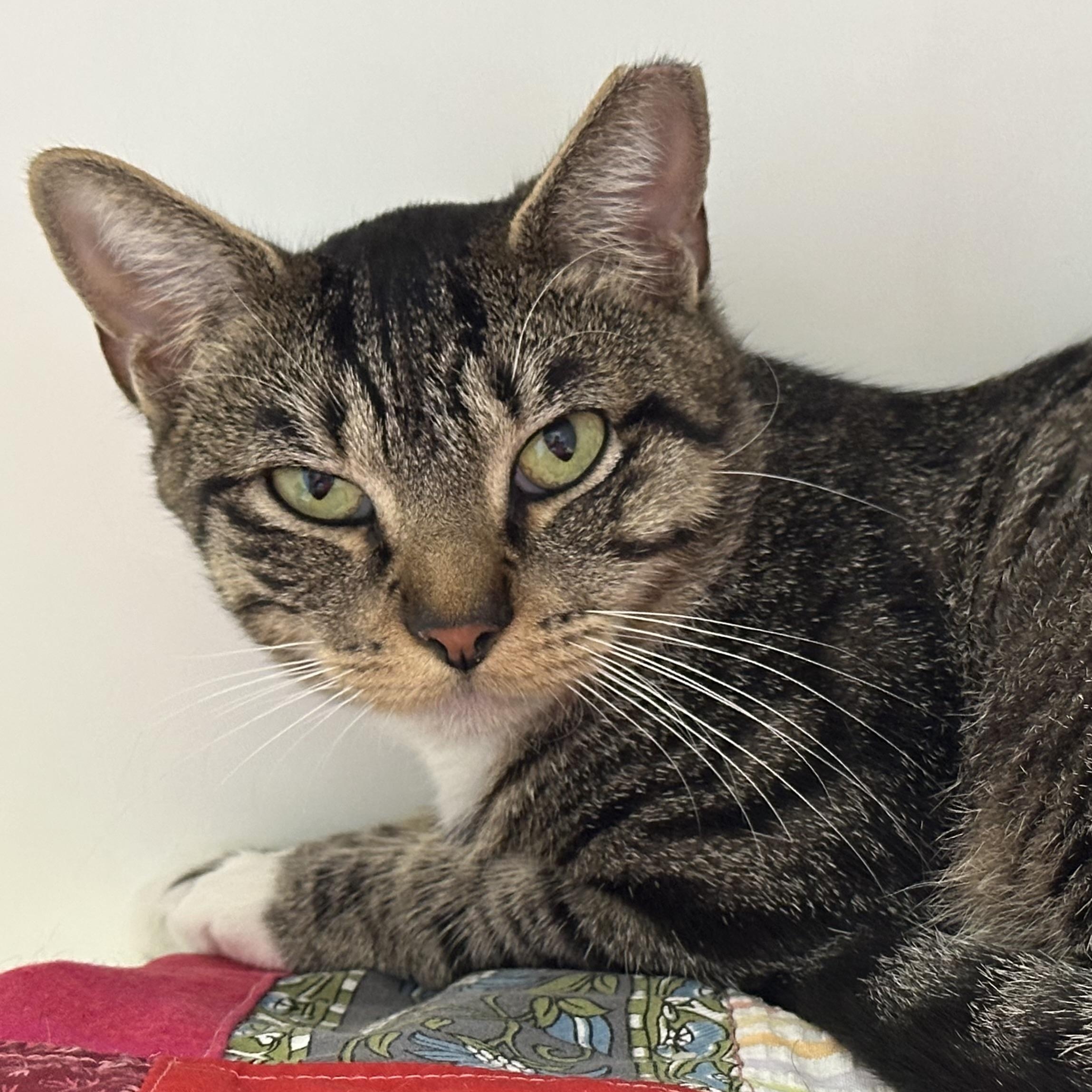 Enlarge Mama, a Adoptable Domestic Short Hair in Clifton, NJ image 3/6