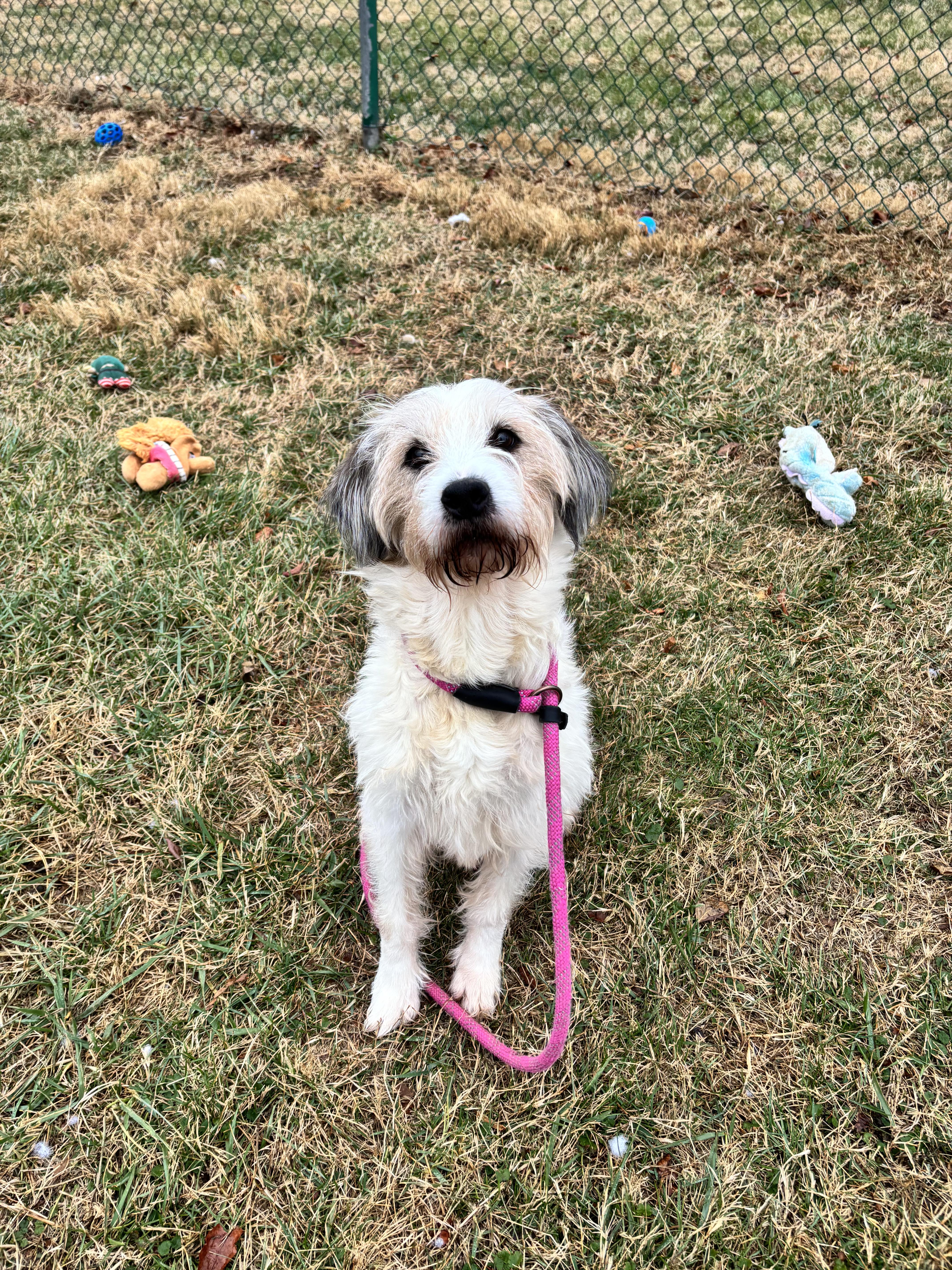 Ace, a ADOPTABLE mixed breed in Culpeper, VA image 1/2