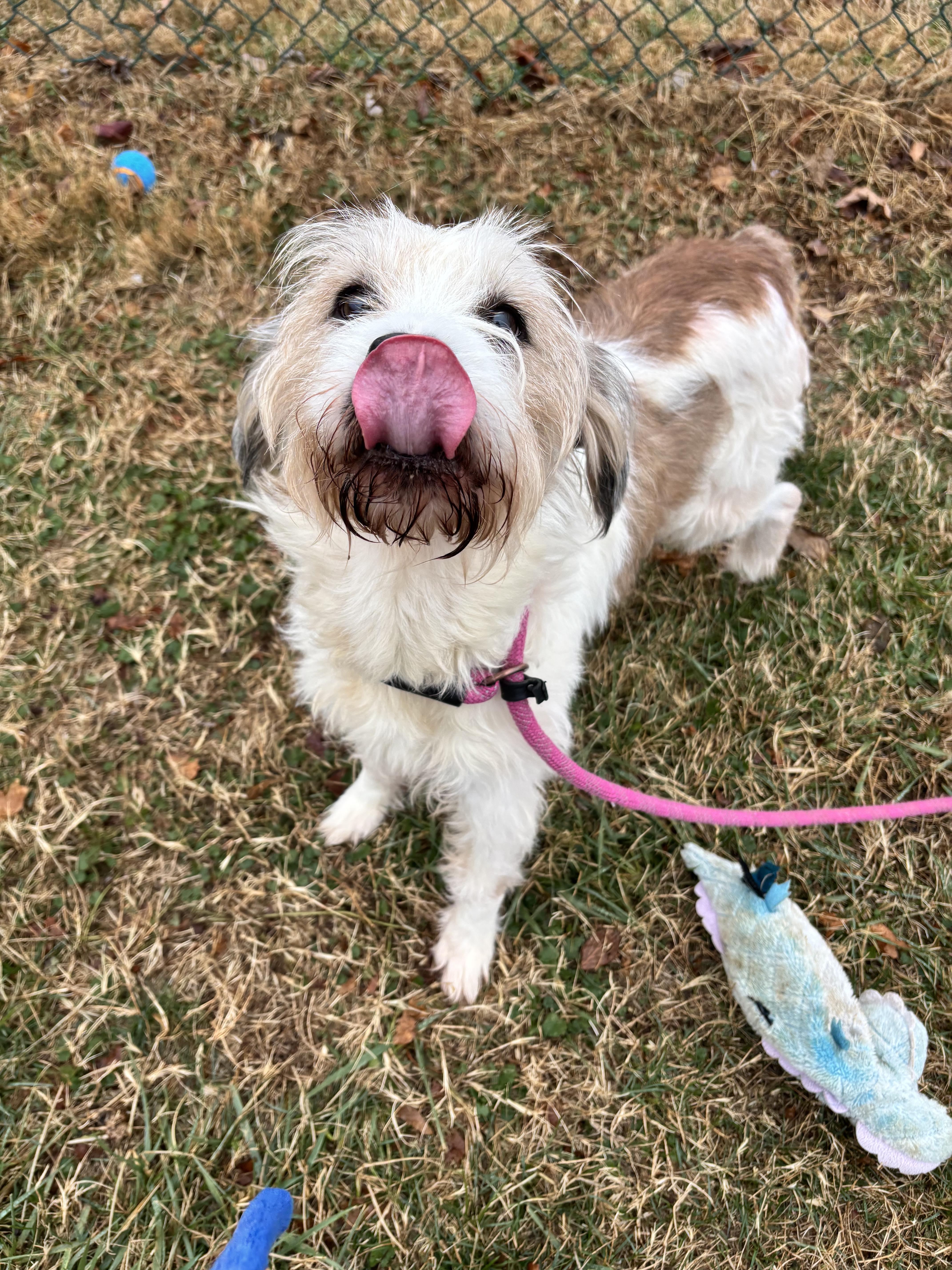 Ace, a ADOPTABLE mixed breed in Culpeper, VA image 2/2