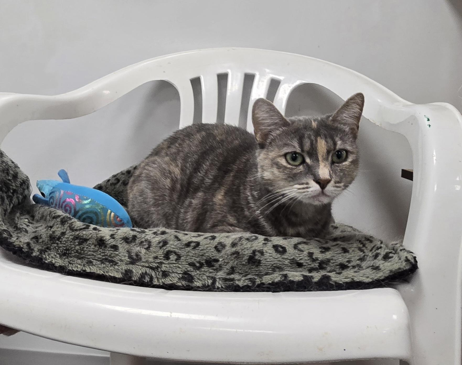 Enlarge Baylee, a Adoptable Domestic Short Hair in Williamsport, PA image 1/2