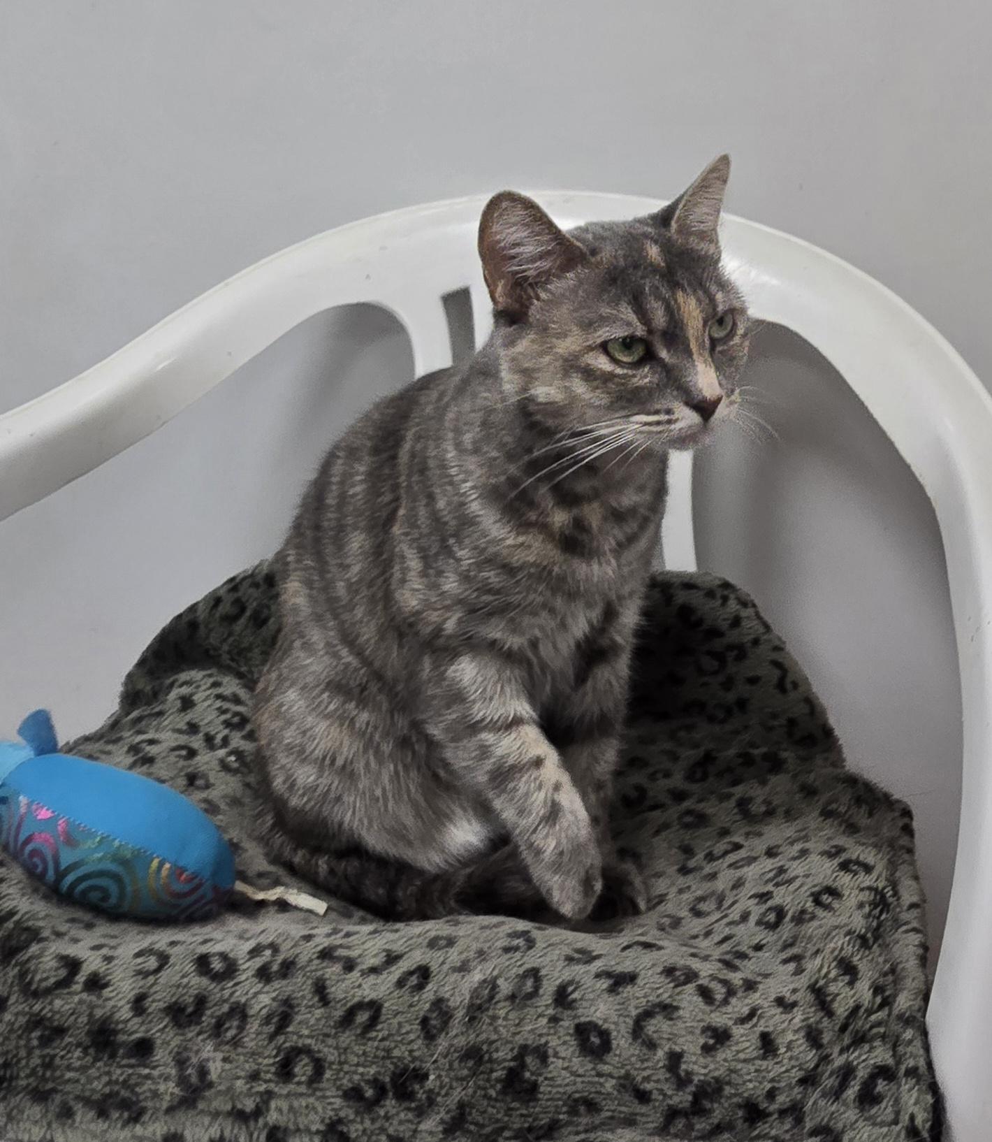 Enlarge Baylee, a Adoptable Domestic Short Hair in Williamsport, PA image 2/2