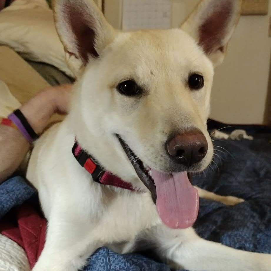 Enlarge Gomez, a Adoptable mixed breed in Tomah, WI image 1/6