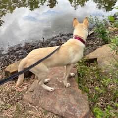 Enlarge Gomez, a Adoptable mixed breed in Tomah, WI image 2/6