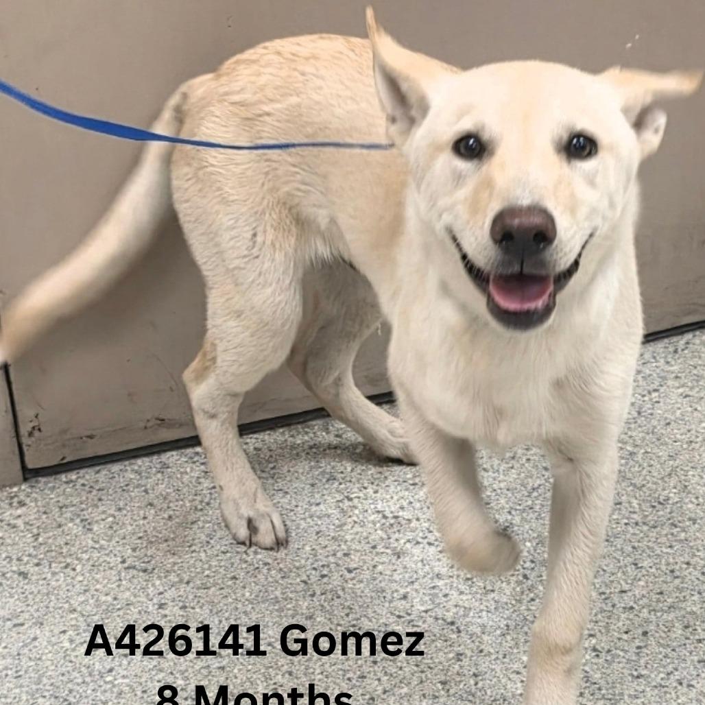 Enlarge Gomez, a Adoptable mixed breed in Tomah, WI image 2/6