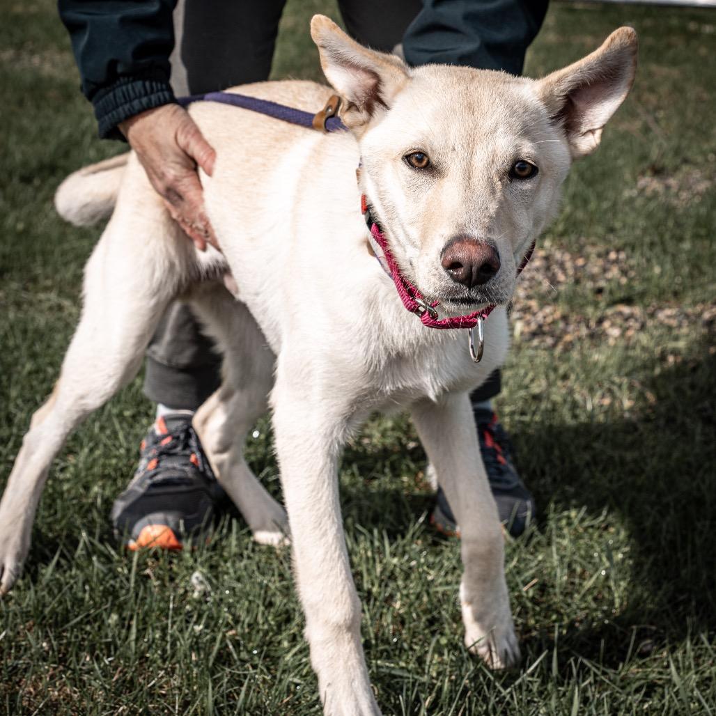 Enlarge Gomez, a Adoptable mixed breed in Tomah, WI image 3/6