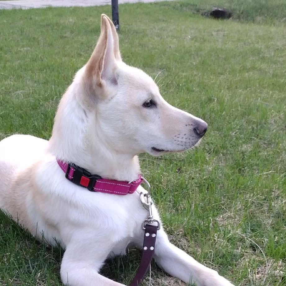 Enlarge Gomez, a Adoptable mixed breed in Tomah, WI image 4/6