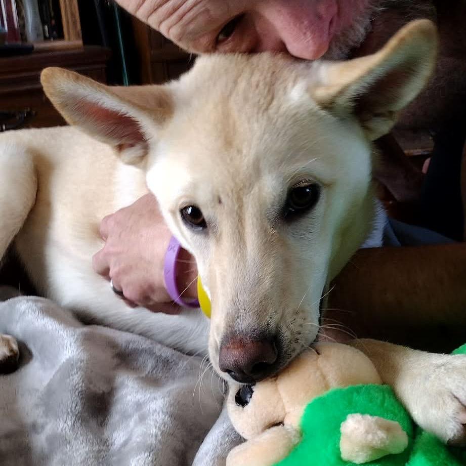 Enlarge Gomez, a Adoptable mixed breed in Tomah, WI image 5/6