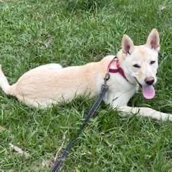 Enlarge Gomez, a Adoptable mixed breed in Tomah, WI image 6/6
