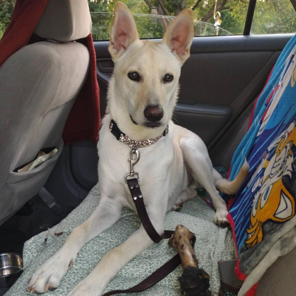 Enlarge Gomez, a Adoptable mixed breed in Tomah, WI image 6/6