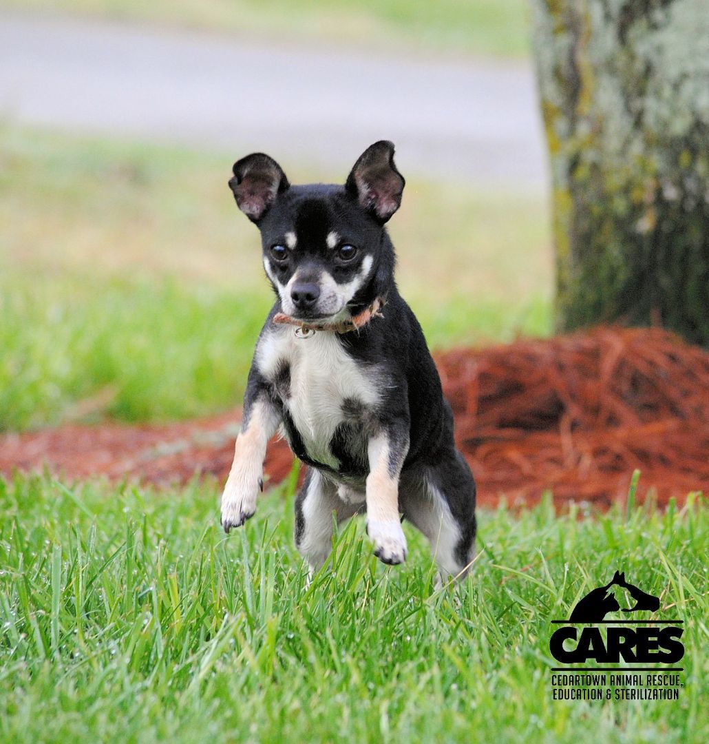 Enlarge Pierre, a Adopted mixed breed in Cedartown, GA image 1/1