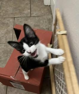 Enlarge Penelope, a Adoptable Domestic Short Hair in Kenner, LA image 2/5