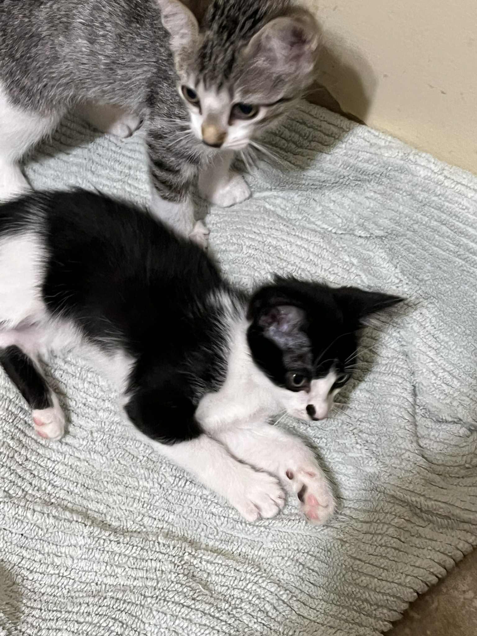 Enlarge Penelope, a Adoptable Domestic Short Hair in Kenner, LA image 5/5