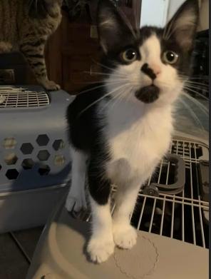 Penelope, Adoptable, Kitten Female Domestic Short Hair.