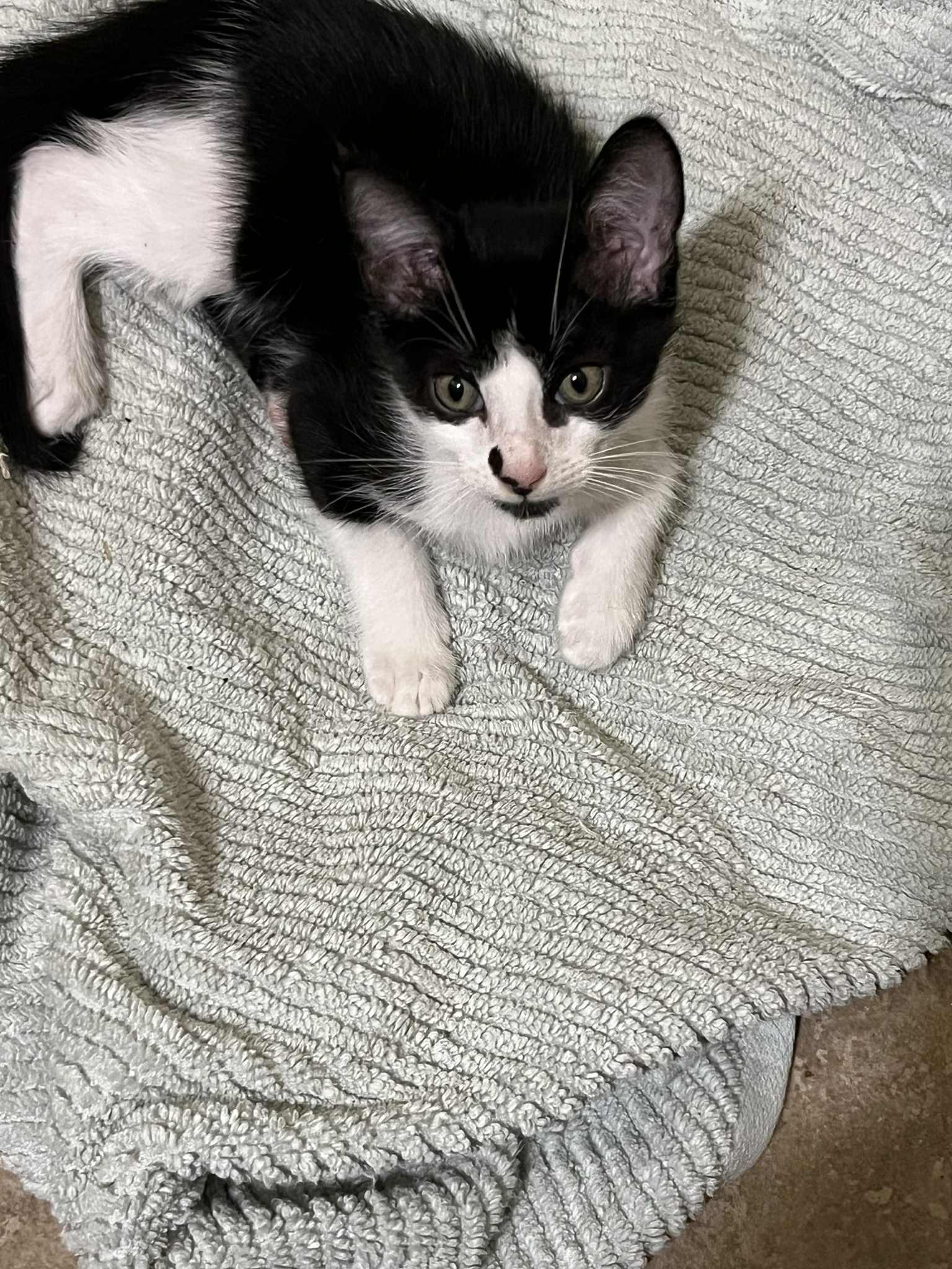 Enlarge Penelope, a Adoptable Domestic Short Hair in Kenner, LA image 3/5