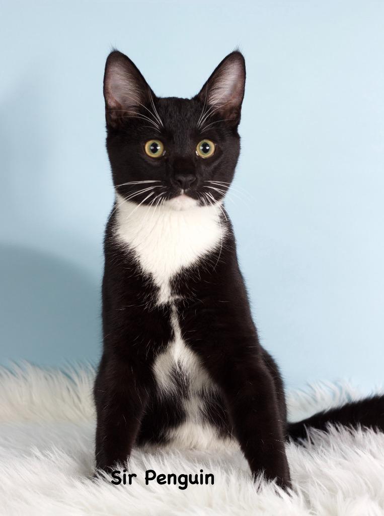 Sir Penguin, Adoptable, Young Male Domestic Short Hair.