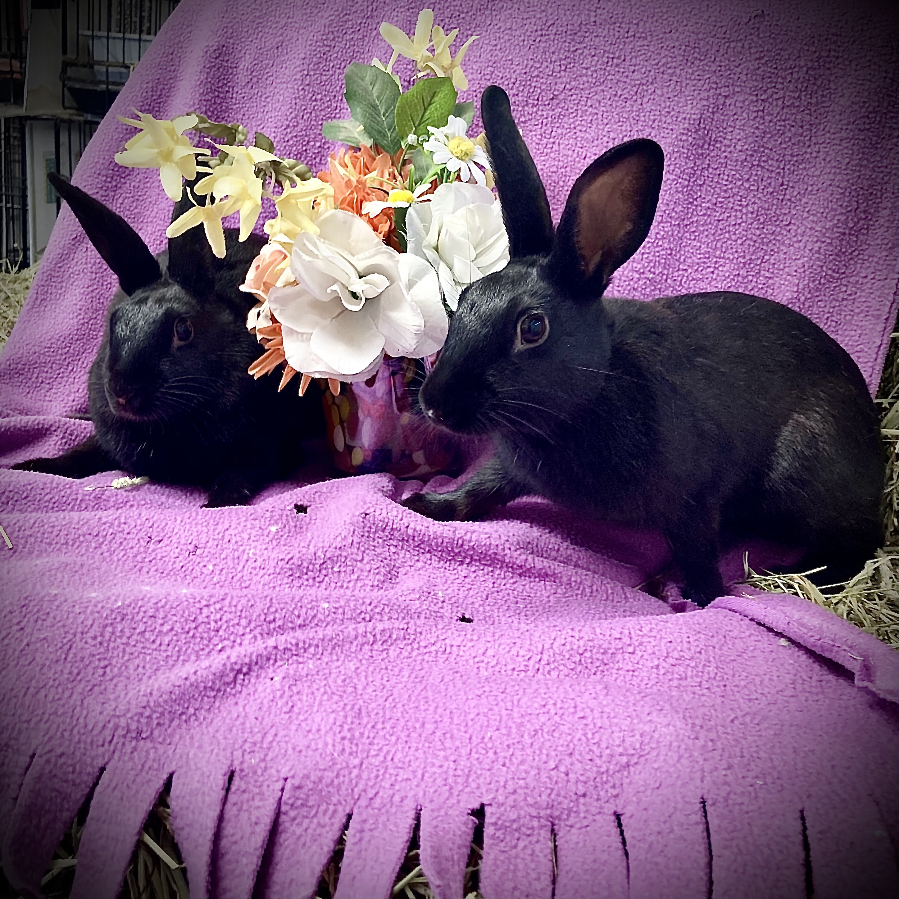 Enlarge Asha and Allie (Vancouver), a Adoptable mixed breed in Vancouver, BC image 1/4