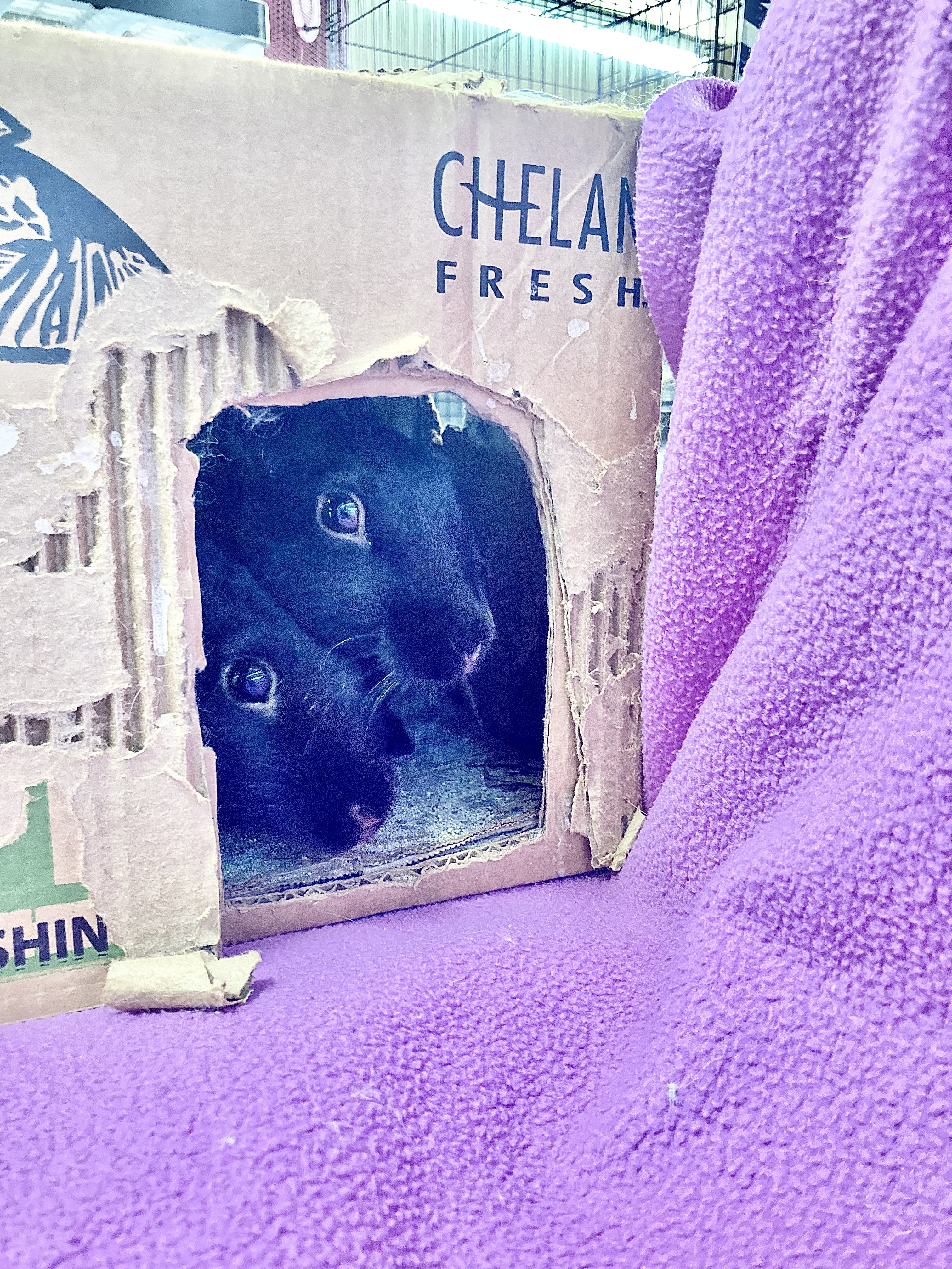 Enlarge Asha and Allie (Vancouver), a Adoptable mixed breed in Vancouver, BC image 2/4