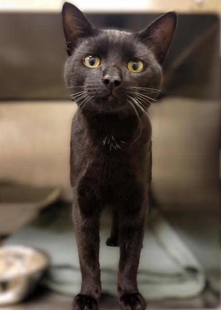 FINNEGAN FICKLEFOOTS