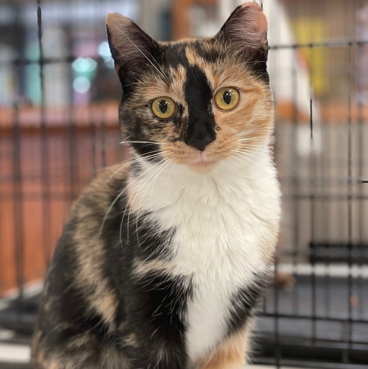 Paisley, Adopted, Young Female Domestic Short Hair.