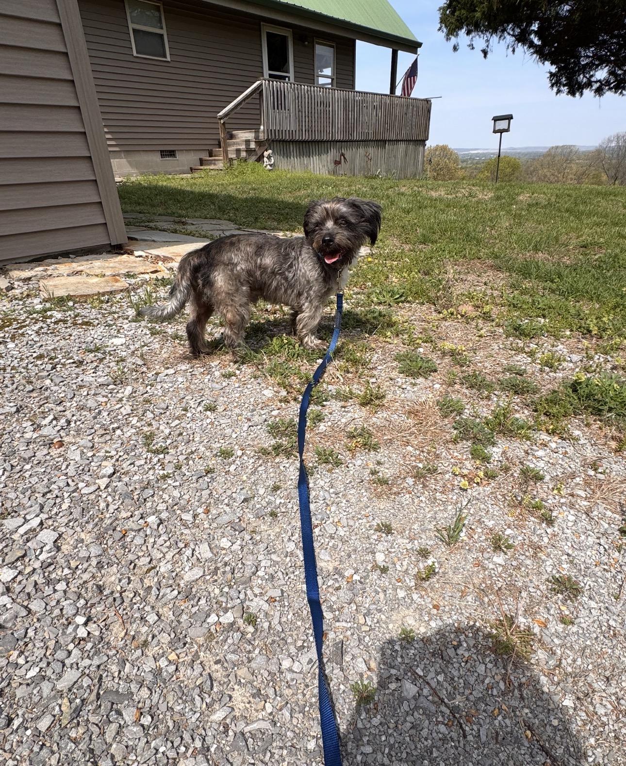 Enlarge Toby! Incredible boy! , a ADOPTABLE mixed breed in RUSSIAVILLE, IN image 4/4