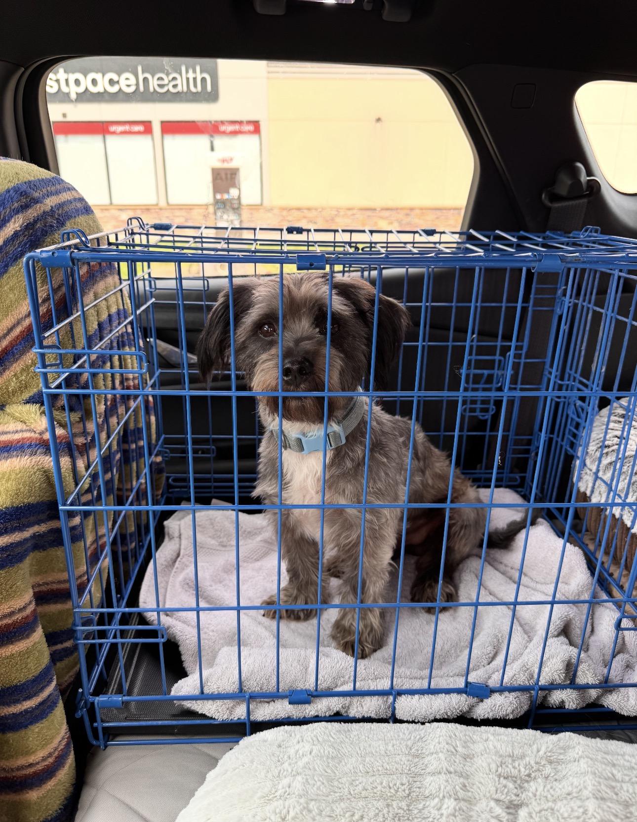 Enlarge Toby! Incredible boy! , a ADOPTABLE mixed breed in RUSSIAVILLE, IN image 2/4