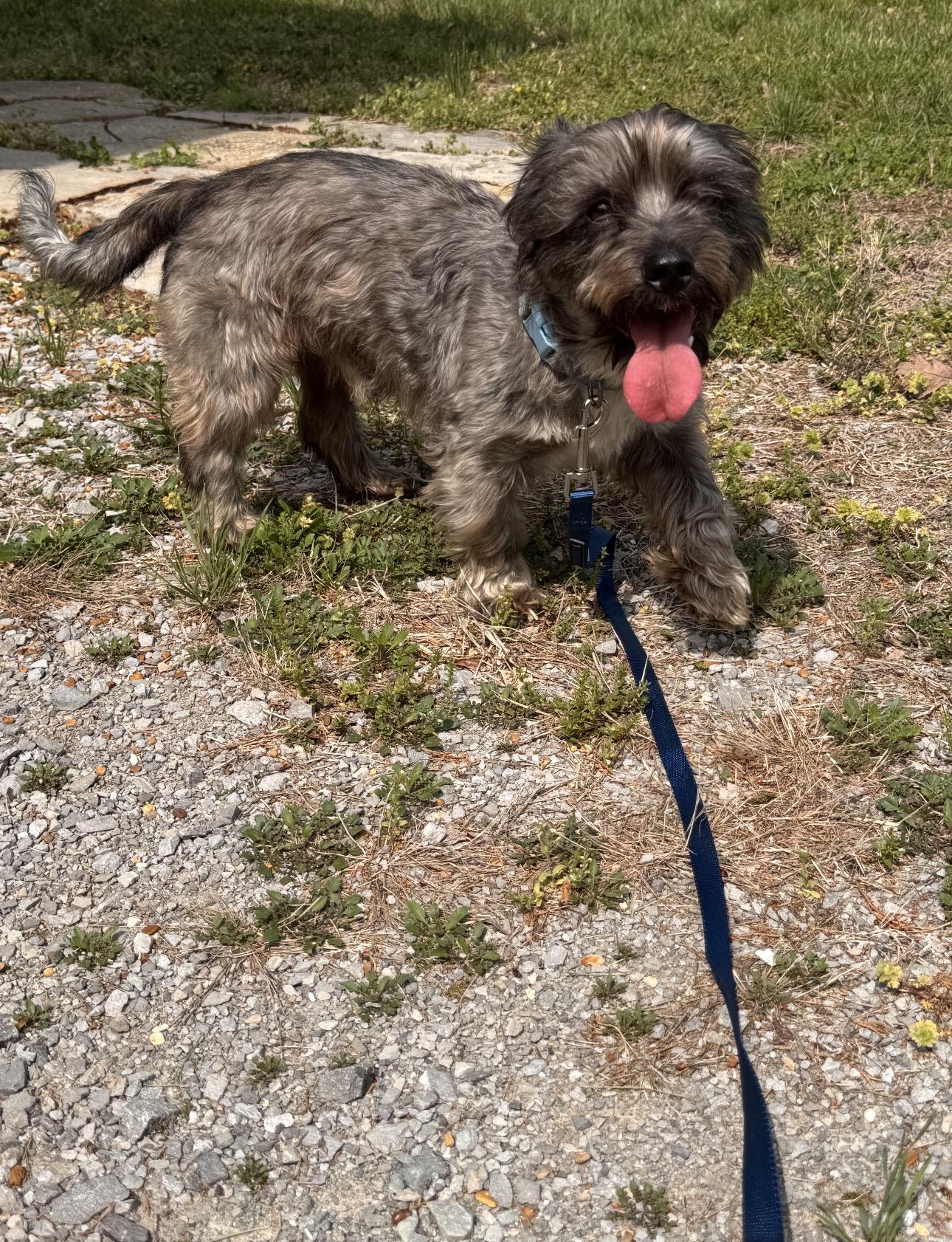 Enlarge Toby! Incredible boy! , a ADOPTABLE mixed breed in RUSSIAVILLE, IN image 1/4