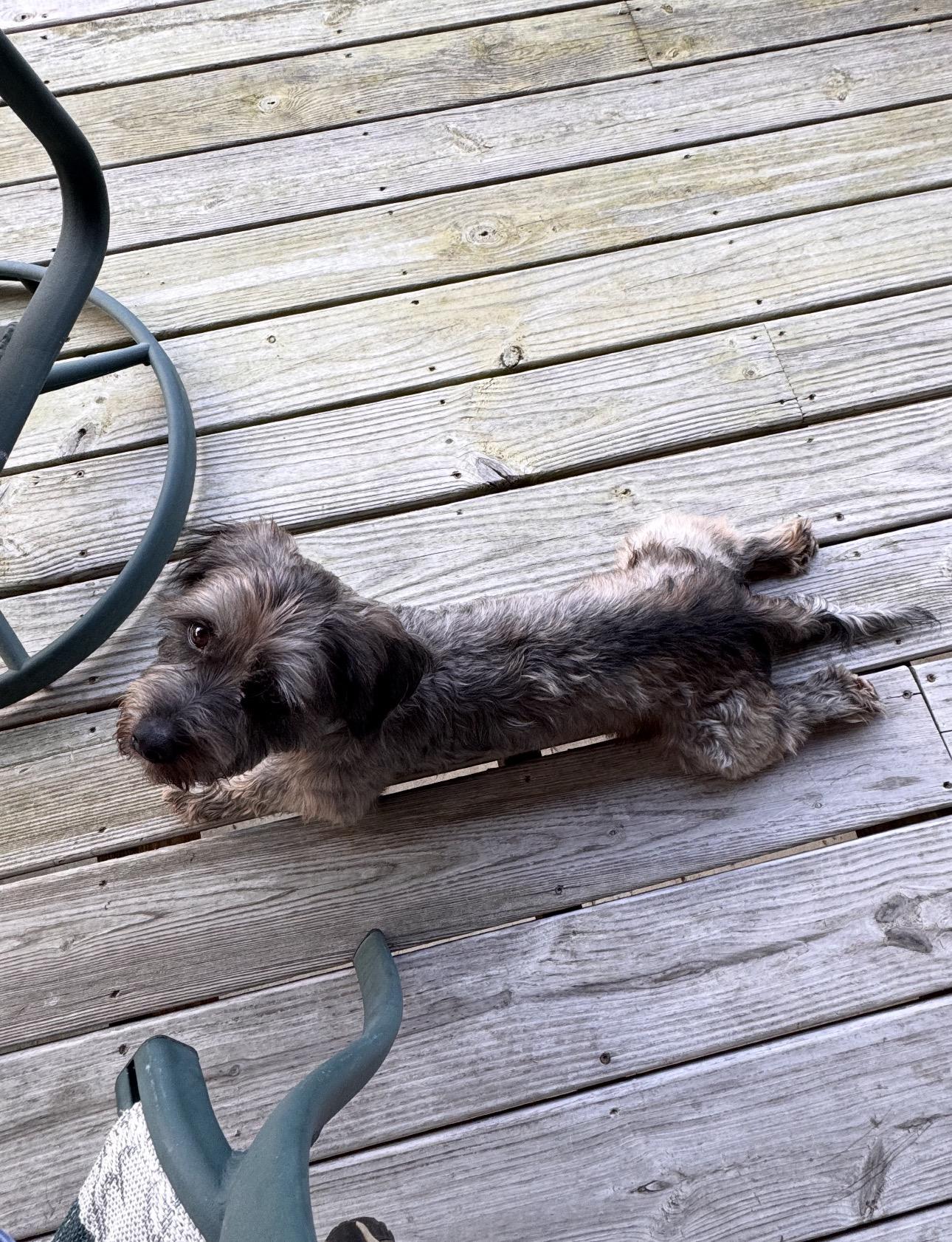 Enlarge Toby! Incredible boy! , a ADOPTABLE mixed breed in RUSSIAVILLE, IN image 3/4