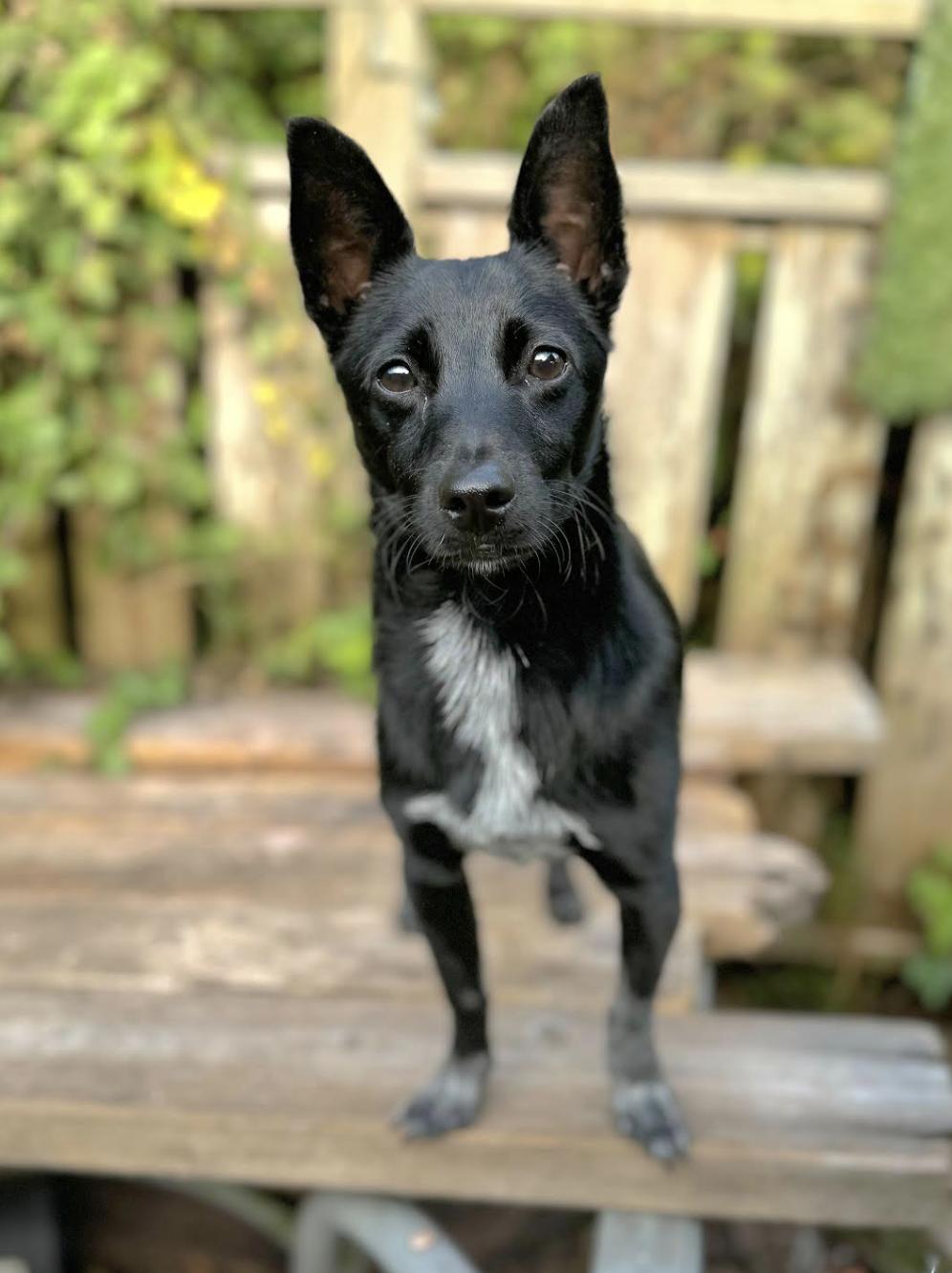 Ozzy