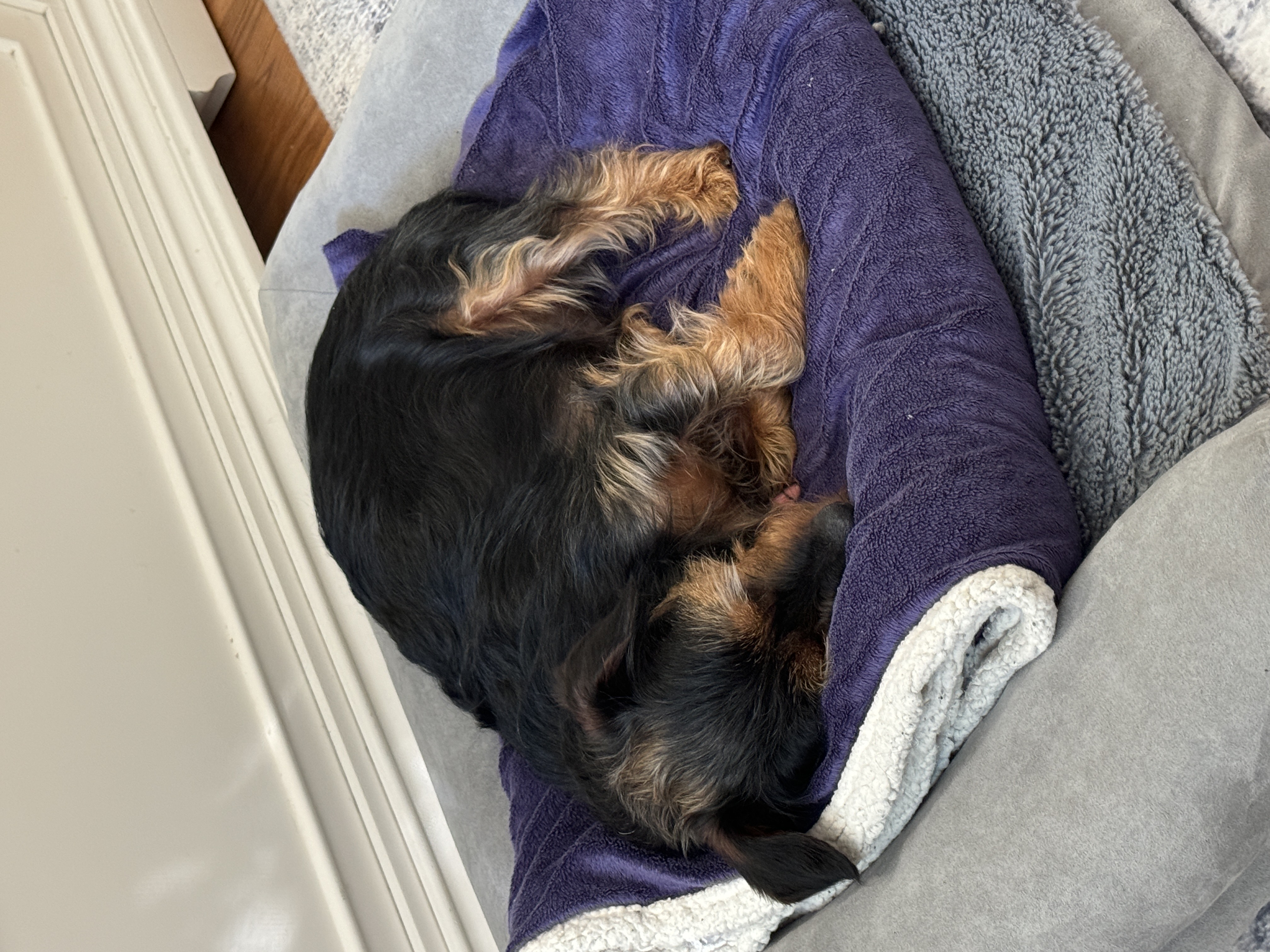 Dog for adoption Dallas, a Yorkshire Terrier Mix in King of Prussia