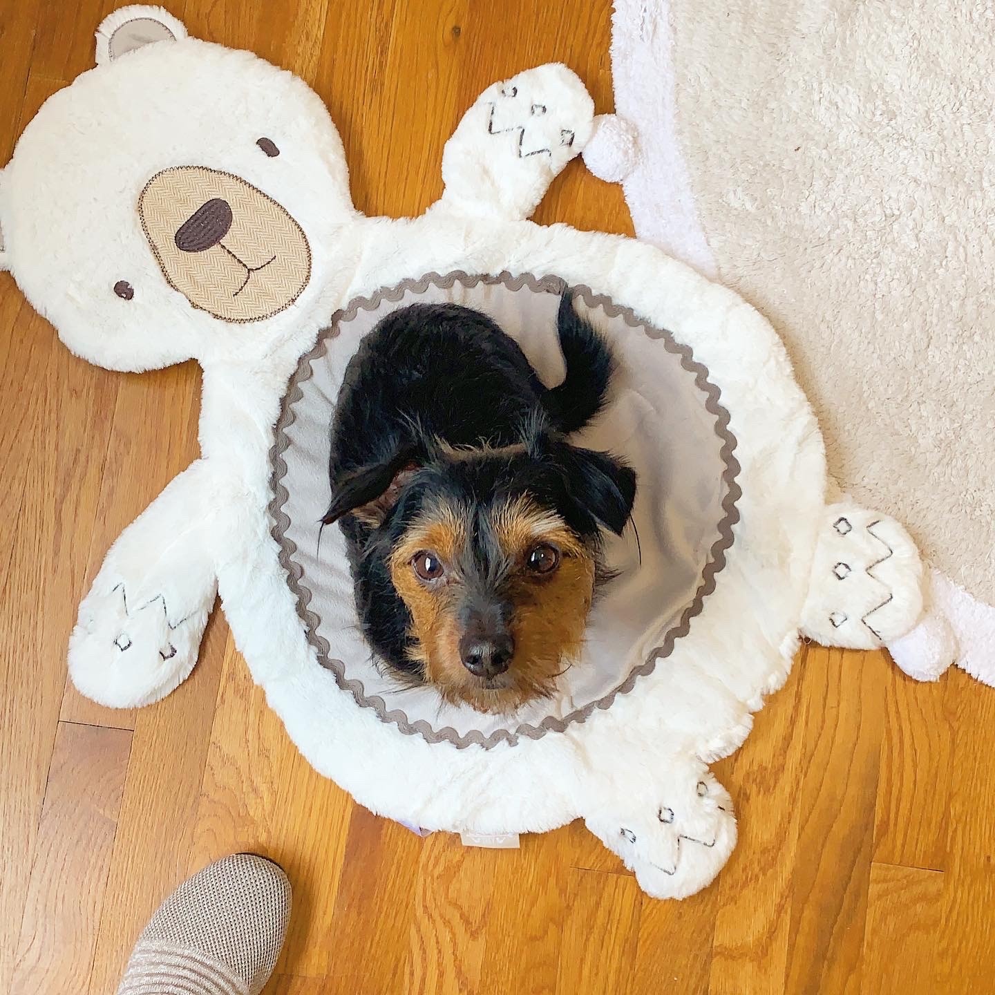 Dog for adoption Dallas, a Yorkshire Terrier Mix in King of Prussia