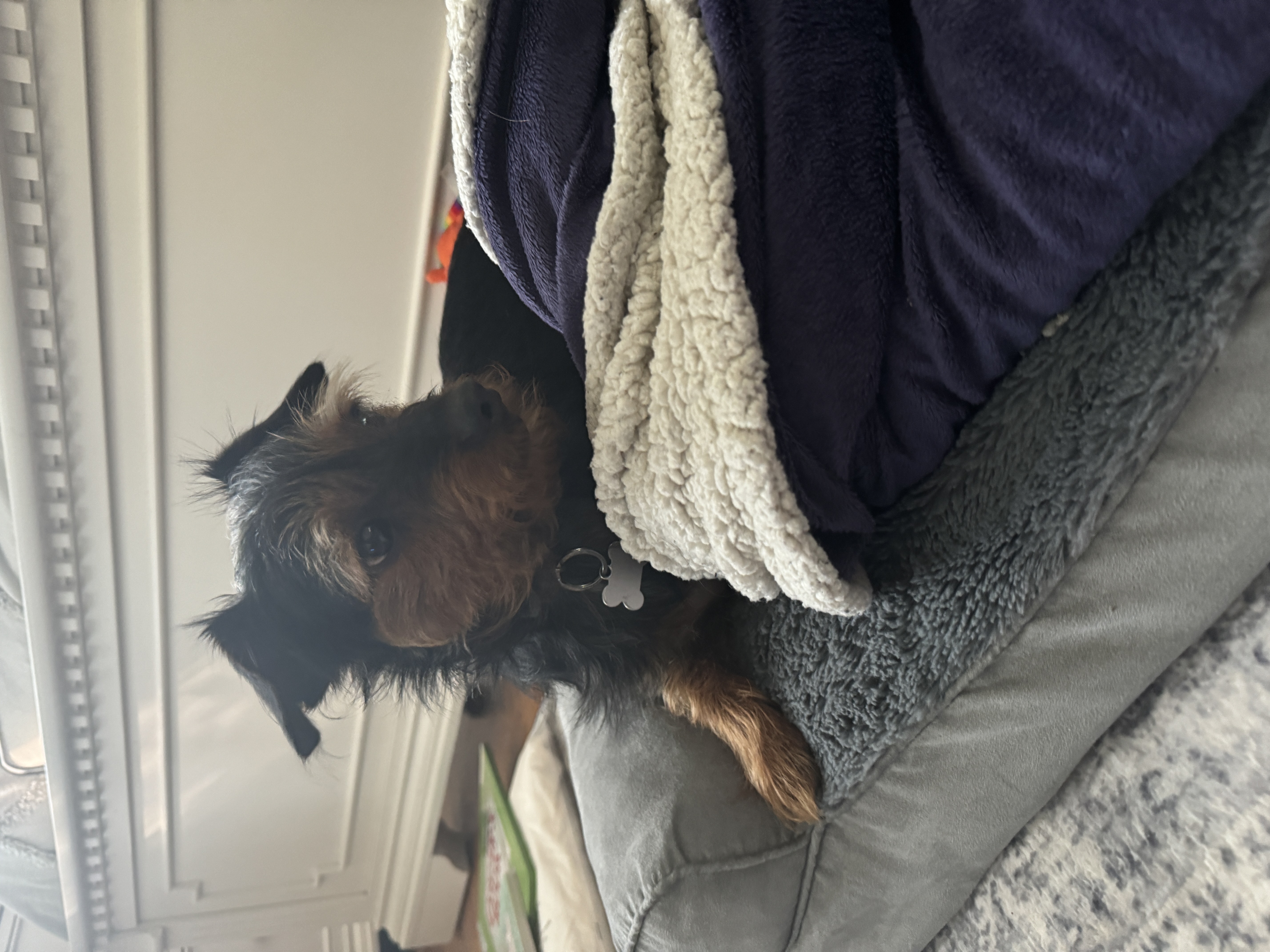 Dog for adoption Dallas, a Yorkshire Terrier Mix in King of Prussia